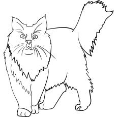 Maine-Coon-Cat