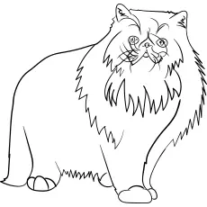 Persian cat_image