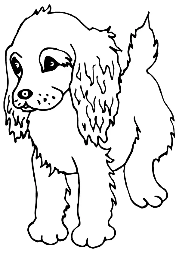 Spaniel-Puppy