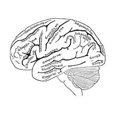 brain coloring page labeled