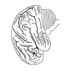 The-Brain-Anatomy