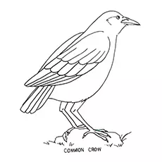 The Crow Bird Coloring Pages