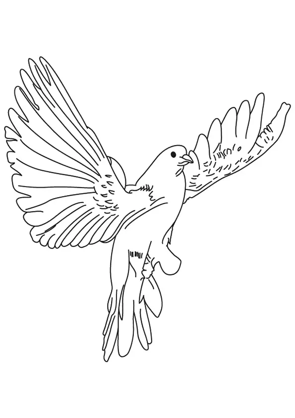 The-Dove