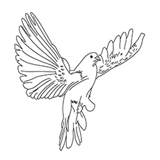 The Dove Bird Coloring Pages