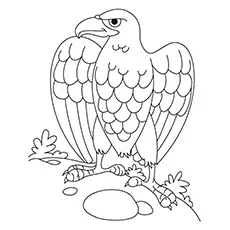 The Eagle Bird Coloring Pages