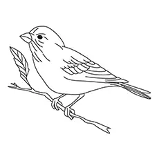 The Finch Bird Coloring Pages