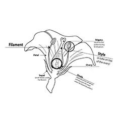 The Flower Anatomy Coloring Pages_image
