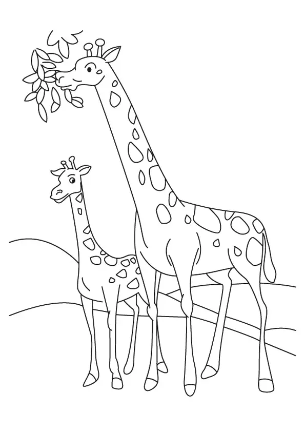 The-Giraffe-And-Calf