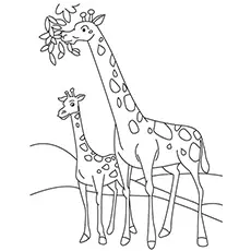 Picture of giraffe and calf eating leaves coloring page