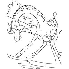 Giraffe Drinking Water picture coloring page