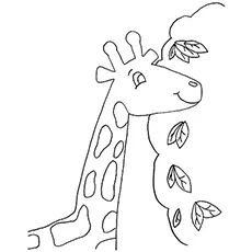 Giraffe eating leaves coloring page