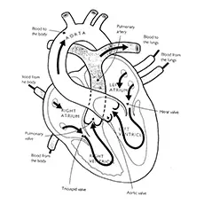 The Heart Anatomy Coloring Pages