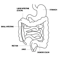 The Intestine Anatomy Coloring Pages