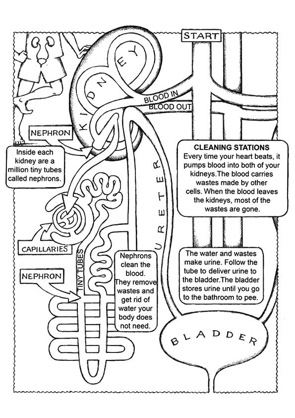 The-Kidney-Anatomy