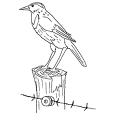 The Meadowlark Bird Coloring Pages