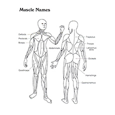 Human Muscle Names Anatomy Coloring Pages