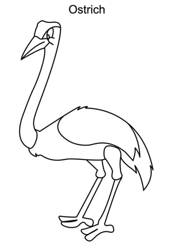 The-Ostrich