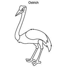The Ostrich Bird Coloring Pages