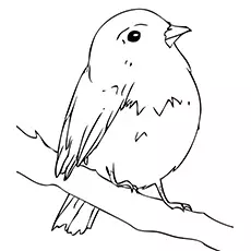 The Robin Bird Coloring Pages