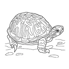 Sad turtle coloring page