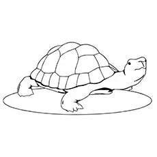 The Lazy Turtle, Turtle Coloring Pages