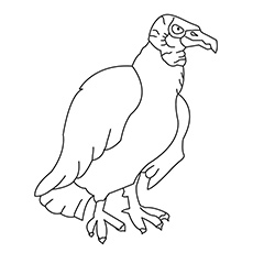 The Vulture Bird Coloring Pages