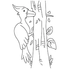 The Woodpecker Bird Coloring Pages