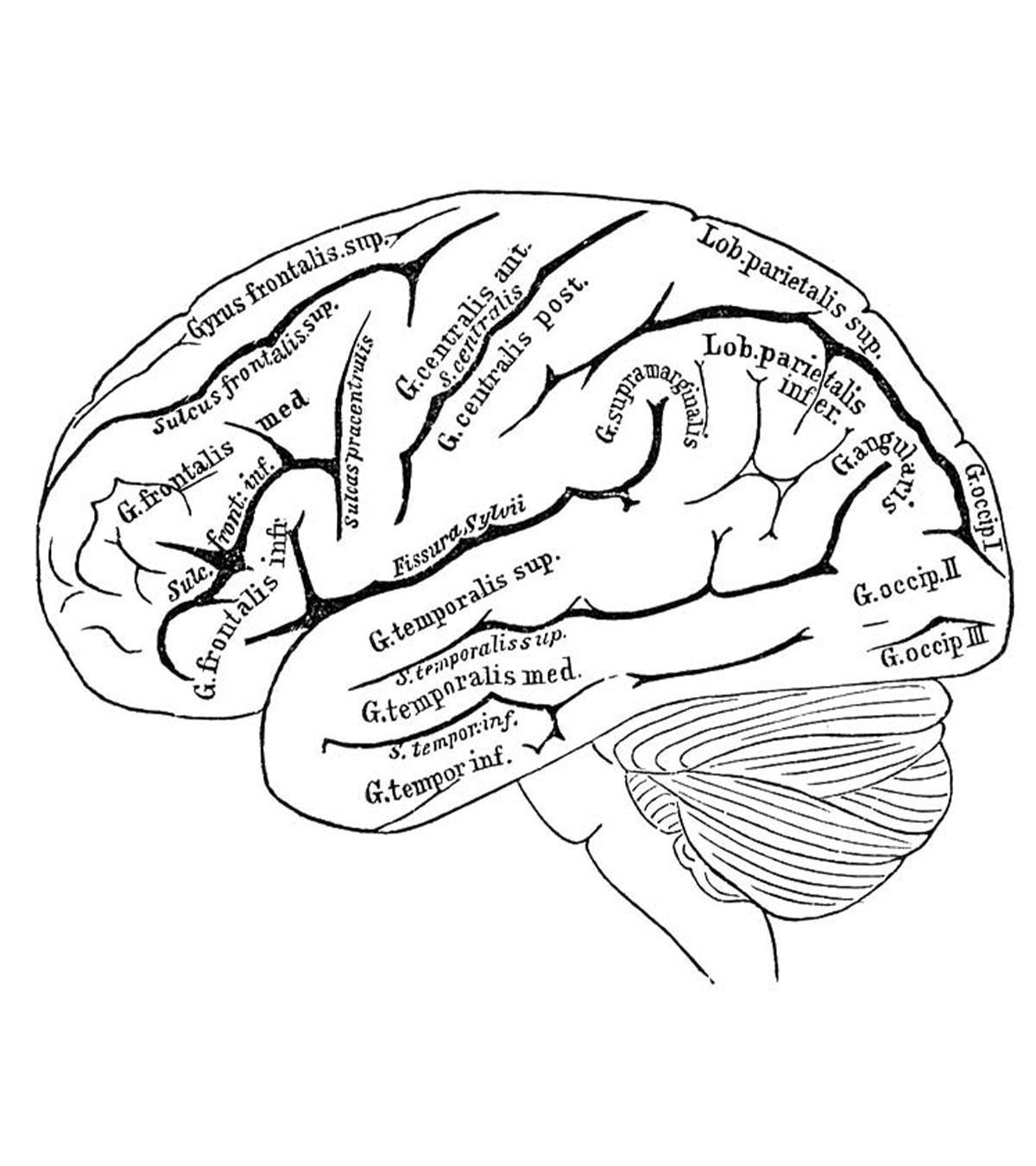 brain coloring page labeled