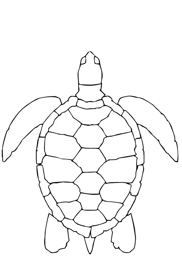 Turtle-Aerial-View