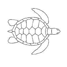 78 Coloring Pages Turtle For Free