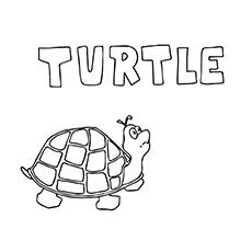 printable turtle coloring pages