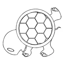 Turtle shell coloring page