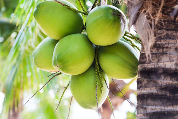 How Big Is Your Baby? Week-by-week Fruit Comparison