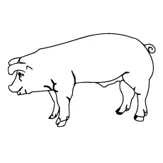 Simple pig coloring pages_image