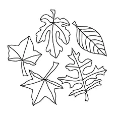 Autumn leaves coloring pages