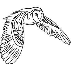 Barn owl coloring page