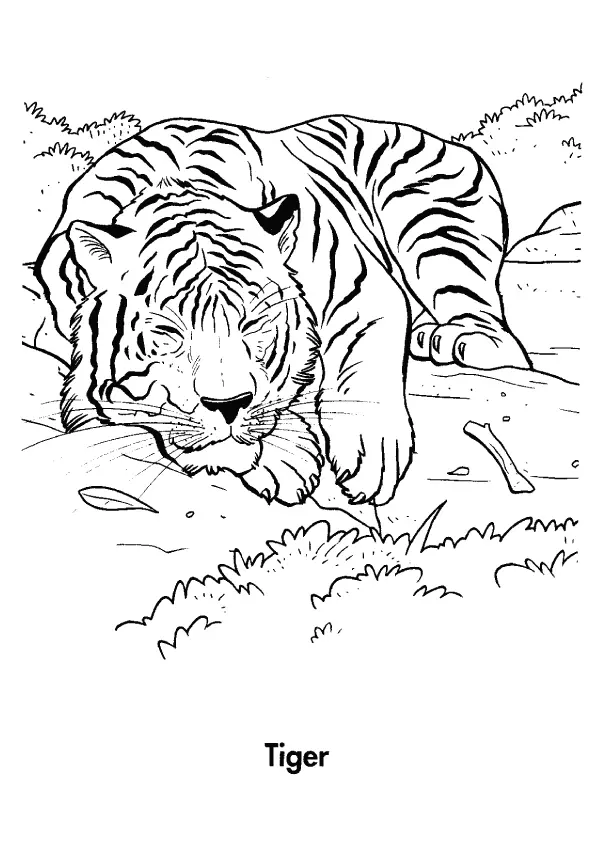 Bengal-Tiger