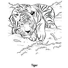 tiger coloring pages for free