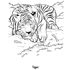 Fierce Bengal tiger coloring page