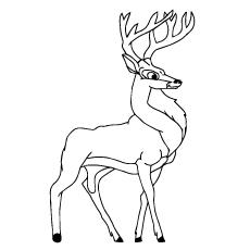 Blackbuck deer coloring page