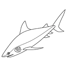 Bull shark coloring page