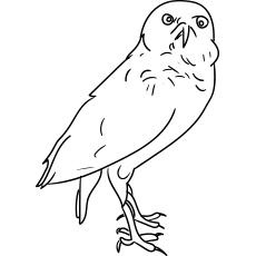 Burrowing owl coloring page