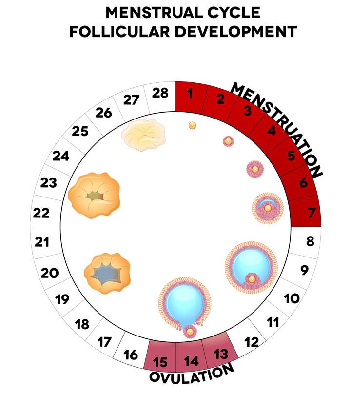 menstrual cycle chart safe days