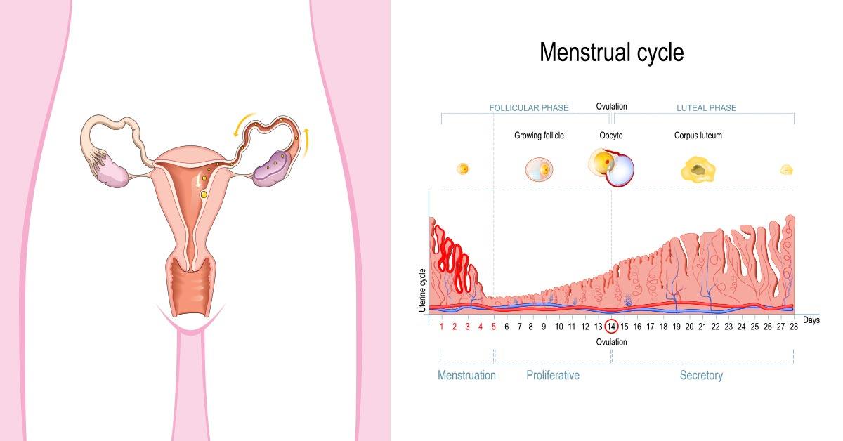 Woman ovulate twice a month