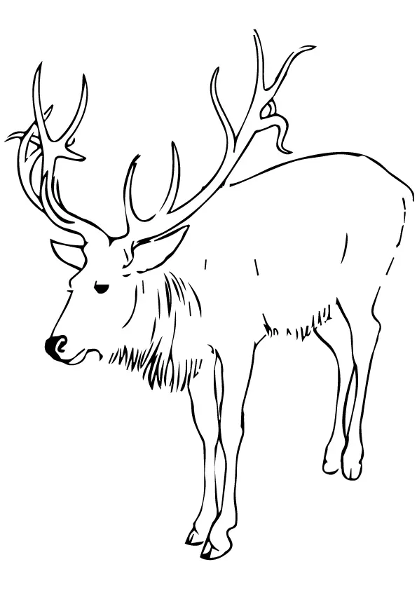 Caribou