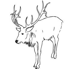 woodland caribou coloring pages