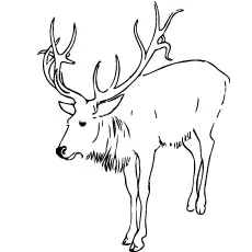 Caribou Deer Coloring Page_image