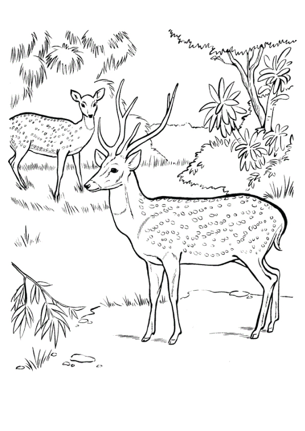 Chital-Deer