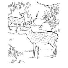 Chital deer coloring page