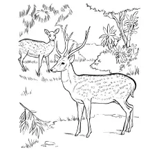 Chital Deer Coloring Page_image